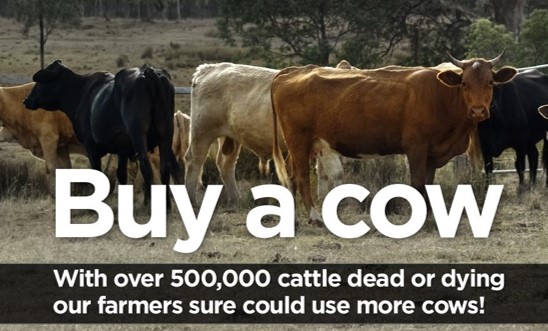 Buy A Cow – Rebuild The Herd